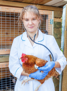 trabalhador_avifran_2